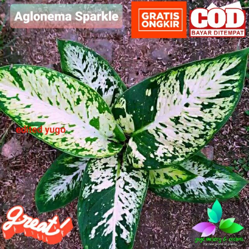 Aglonema  candi diven Sparkle JUMBO diven Tisu Brazil