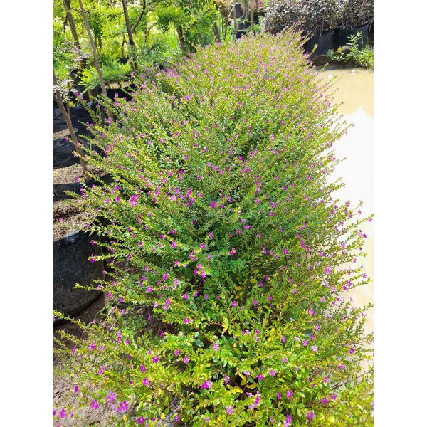 bibit tanaman hias taiwan beauty...bibit bunga taiwan beauty...