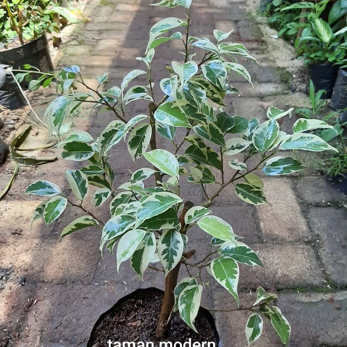 POHON BERINGIN VARIEGATA-tanaman beringin variegata ficus benjamina