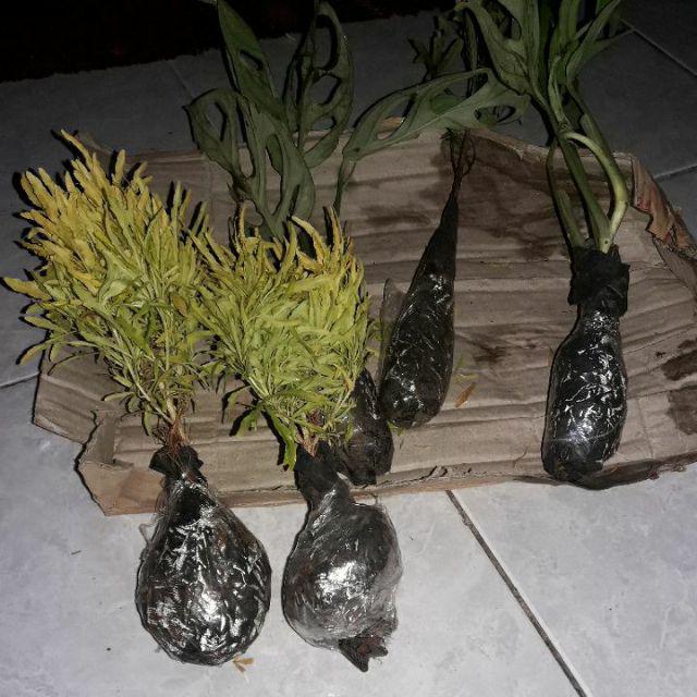 Tanaman Hias Brokoli Kuning/akasia Kuning