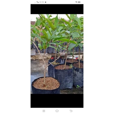 bibit jambu citra cangkok