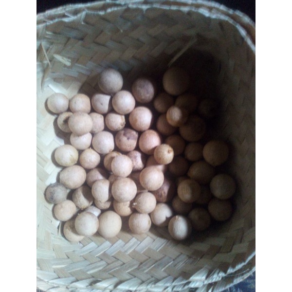 

buah nyamplung kupas