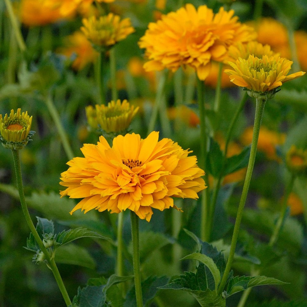 PlantaSeed - 10 Seeds - Heliopsis Summer Sun Biji Bunga - PAS0221