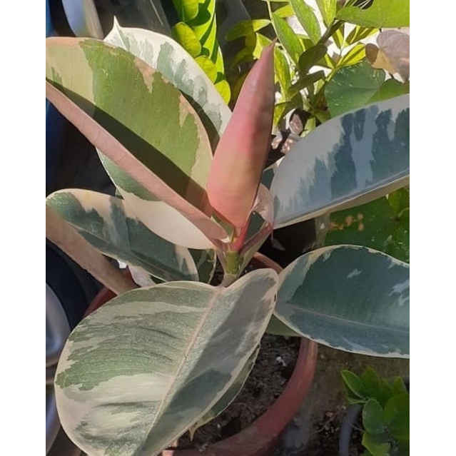 Karet kebo ruby pink