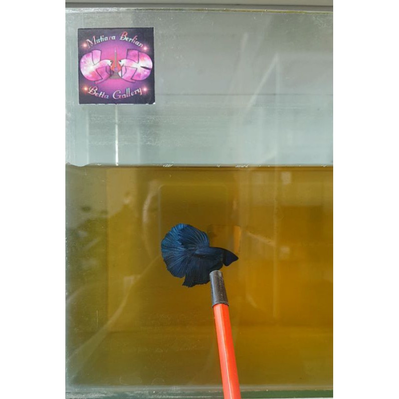 Ikan cupang halfmoon biru / royal blue, black head / kepala hitam size baby/junior