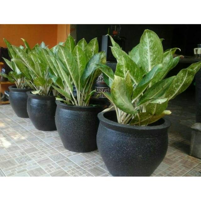 Aglonema Blanceng Batang Putih