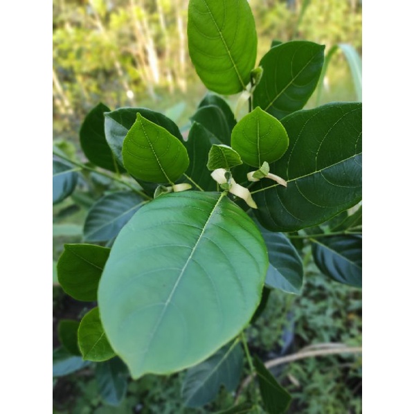 

Daun Nangka Muda