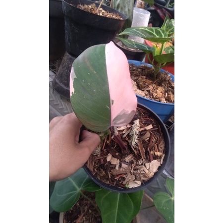 Philodendron Pink Princes Marble
