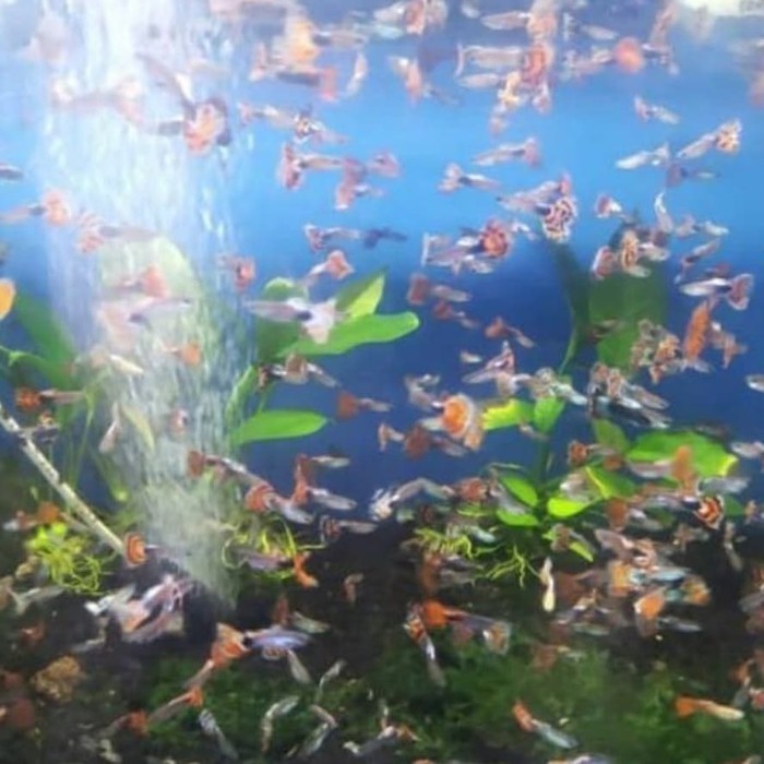 aquarium guppy cobra aquascape