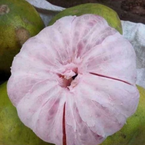 

Buah Jeruk Bali Pommelo 1 Buah Fresh