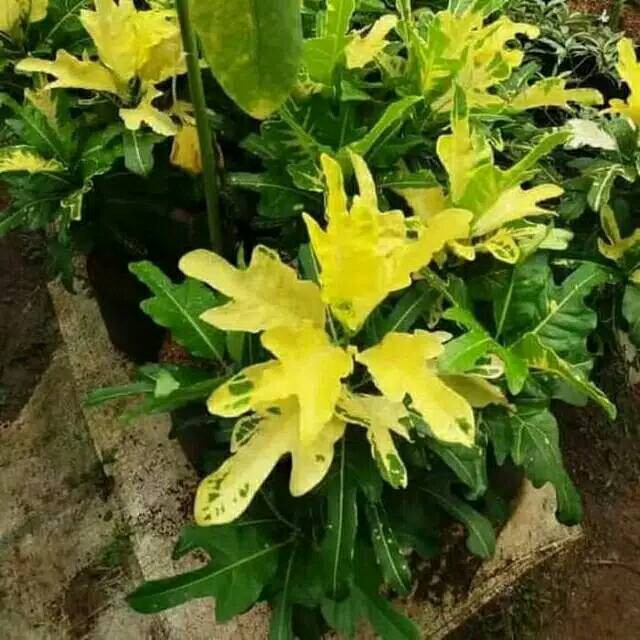 TANAMAN HIAS / pohon puring bulan - POHON PURING BULAN - PURING BULAN