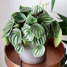 Bunga Peperomia Watermelon Peperomia Cantik Berkualitas