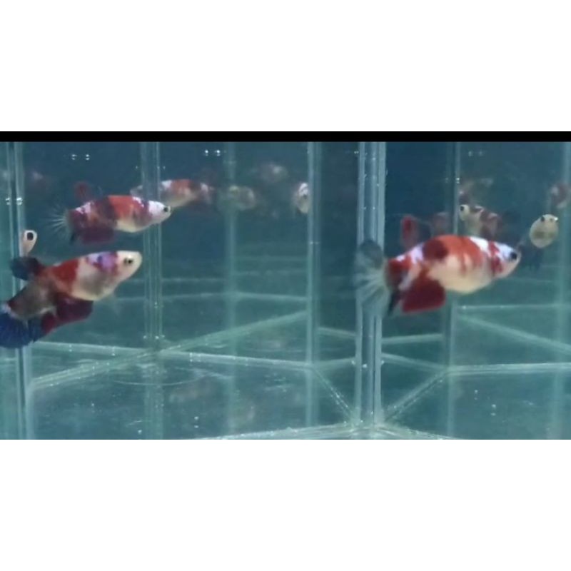 cupangNemo