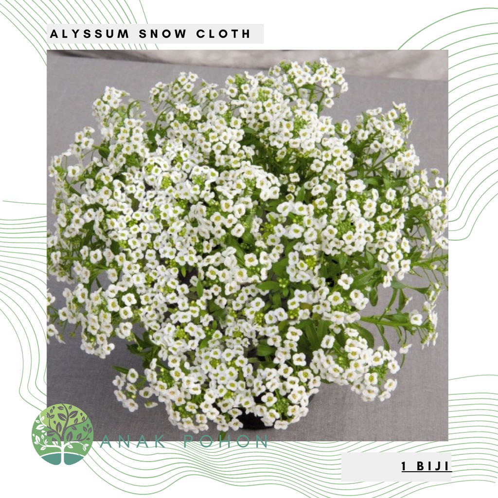 Benih Bibit Biji - Bunga Alyssum Snow Cloth (Lobularia maritima) Sweet Alyssum Putih Flower Seeds - IMPORT