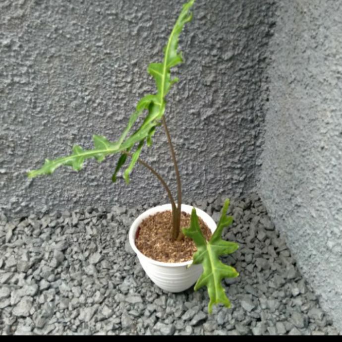 Tanaman Hias Alocasia Porteii + Pot Dyse_L28