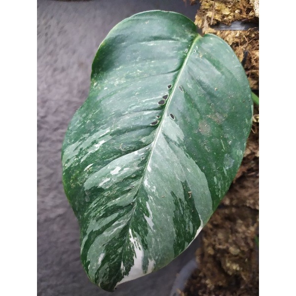 Epipremnum pinnatum variegata