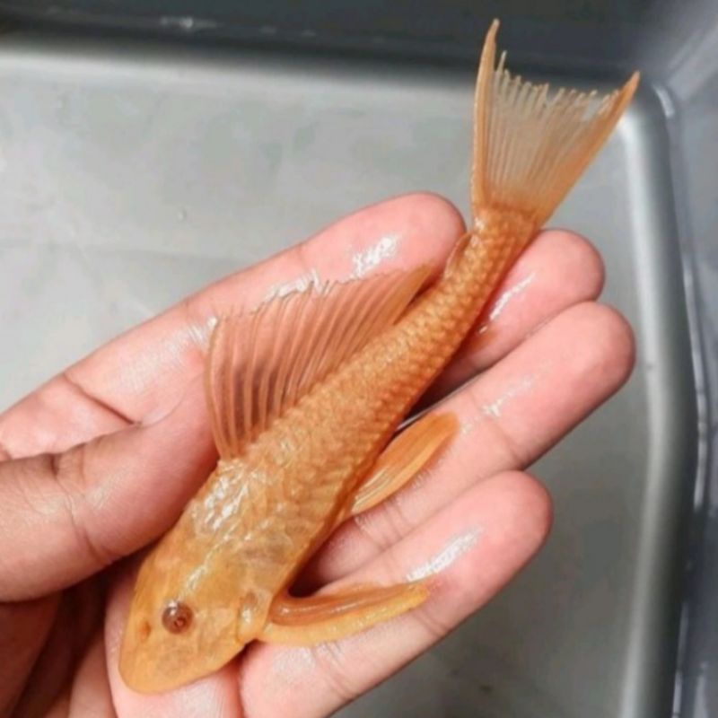 Jual Ikan Hias Sapu Sapu Albino Tankmate Indonesia Shopee Indonesia