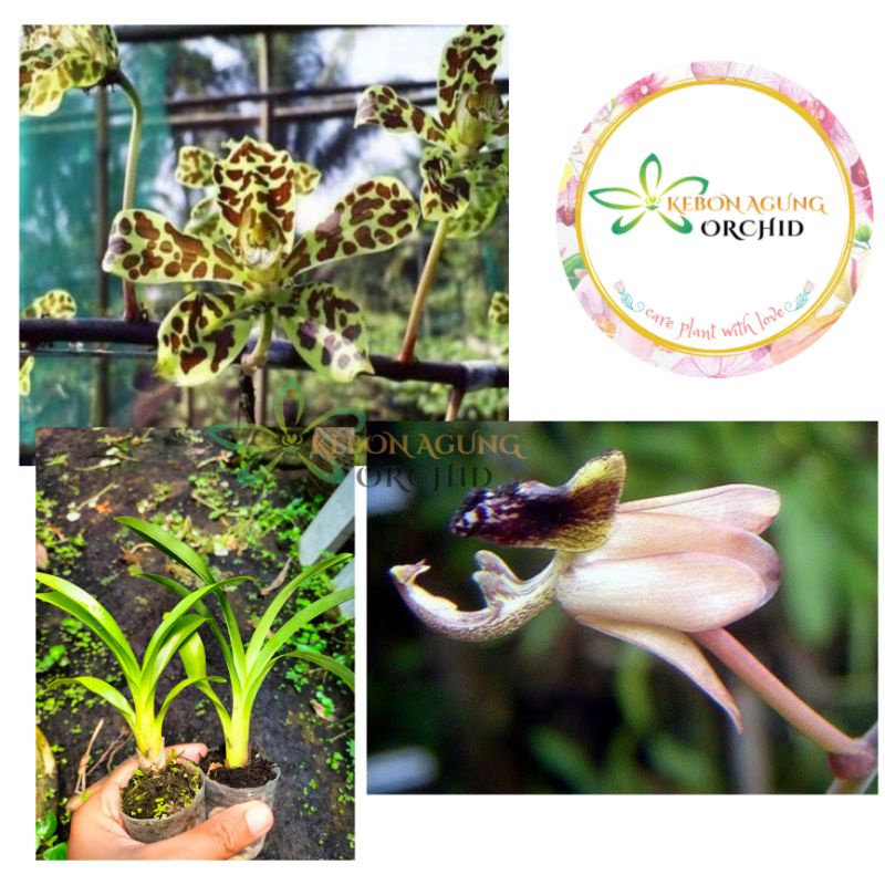 anggrek grammatophyllum singo edan (lalat)