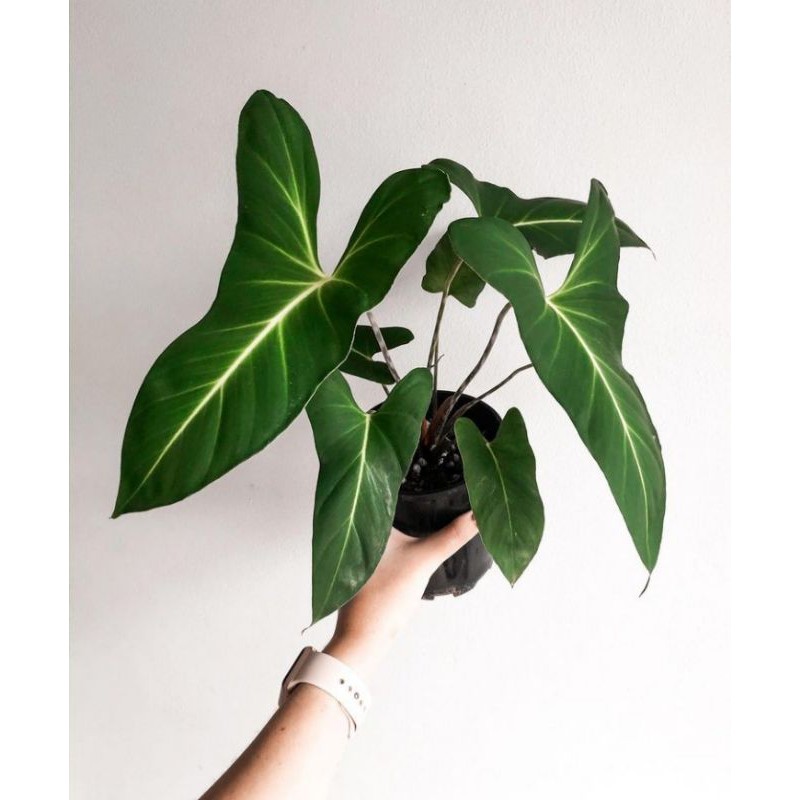 adelonema yanamonoensis