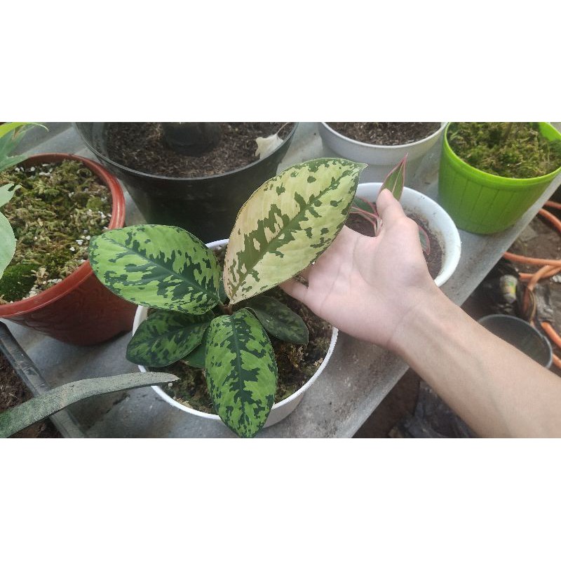 Homalomena Walisii + Alocasia Triangularis Realpict