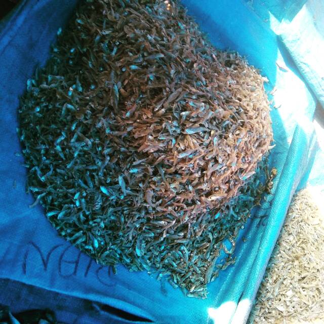 

Ikan teri jengki/belah