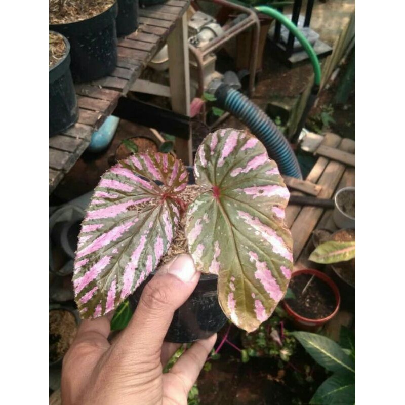 tanaman hias begonia walet
