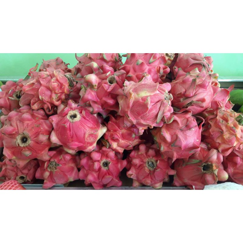 

Buah Naga Harga Perbuah