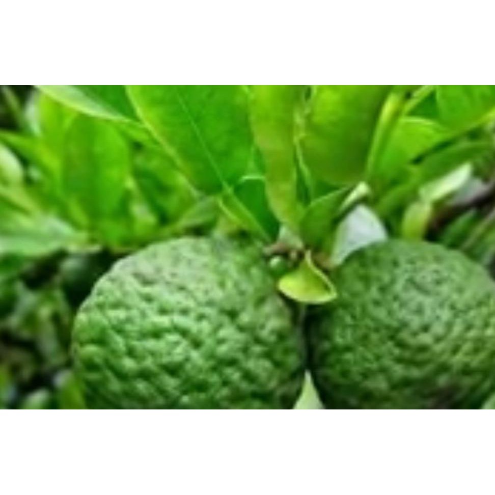 Asli Bibit Buah Jeruk Purut #_#