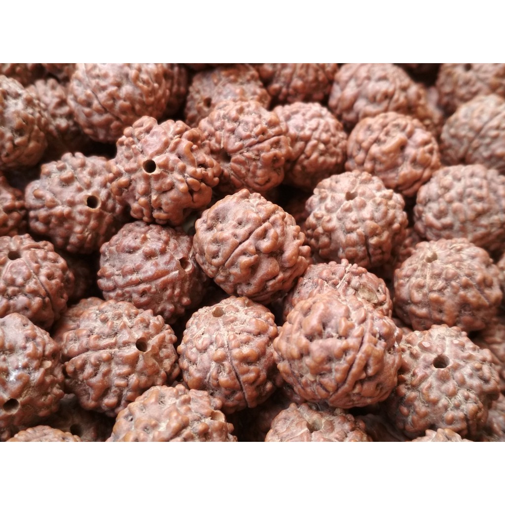 Bahan Gelang 17mm Jenitri Nepal Ukuran Besar Rudraksha Genitri Kualitas Ekspor