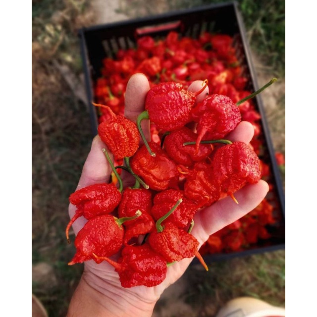 Benih dan Bibit Hidup Cabe RED CAROLINA REAPER, jenis cabe terpedas di dunia