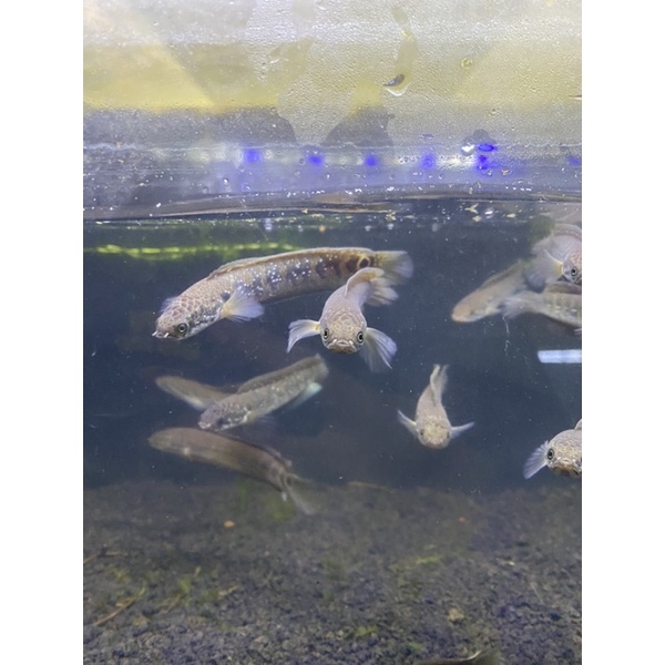 Asiatica Red Stripe pure 10-12cm  Grade A