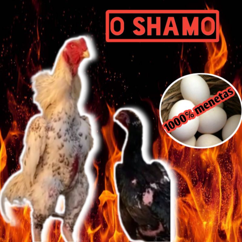 telur ayam bangkok O Shamo original