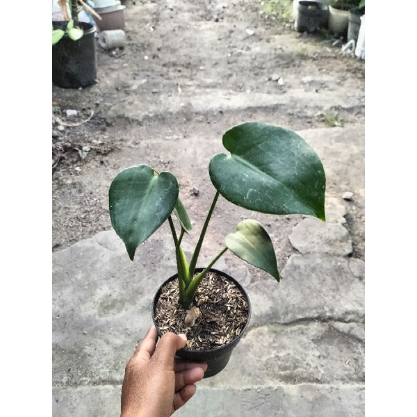 MONSTERA KING DELICIOSA