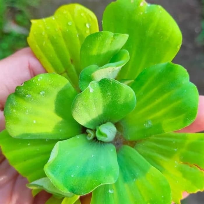 Tanaman Hias Air Apu apu/Tanaman Air apu apu