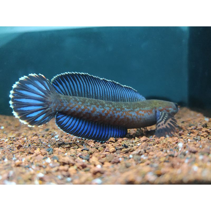 Chana Andrao 4-5-6 cm calon highfin