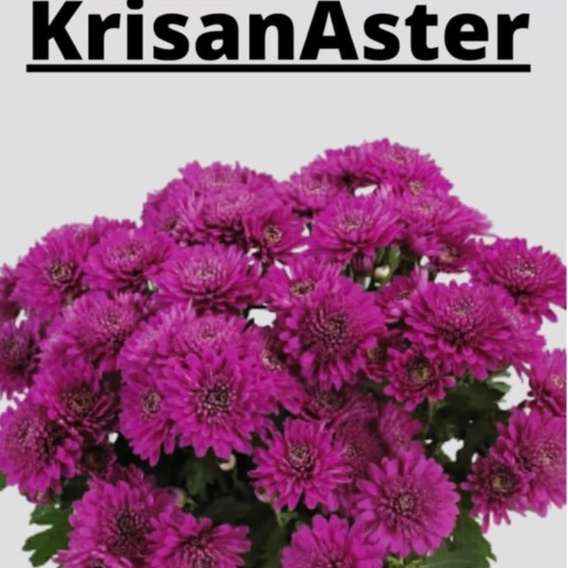 1 POT TANAMAN HIAS KRISAN ASTER WARNA UNGU