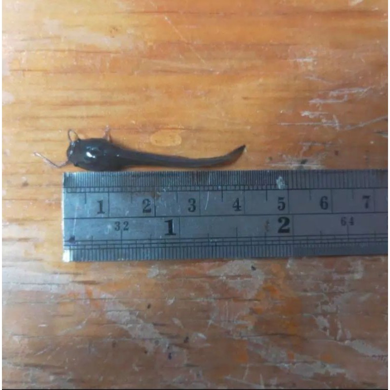 bibit lele sangkuriang 4-5cm