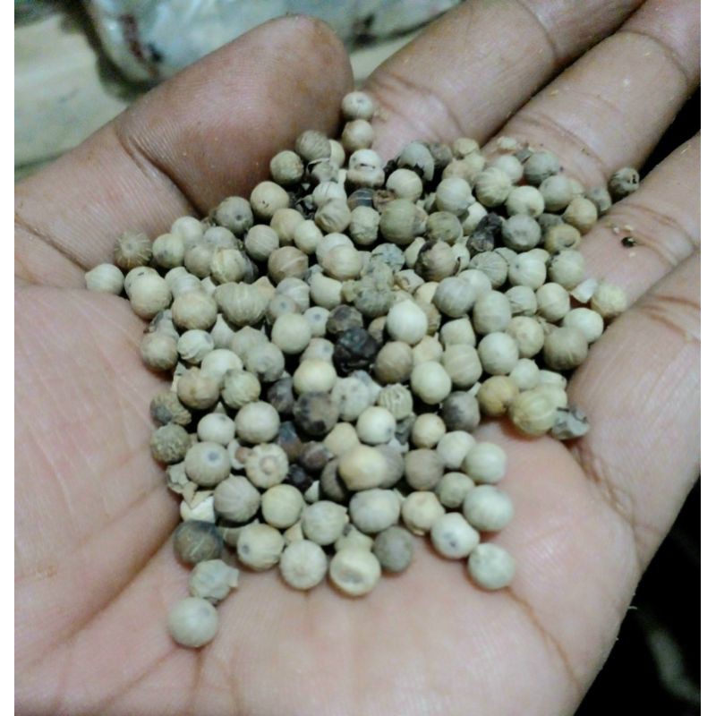 

mrica utuh 50gram