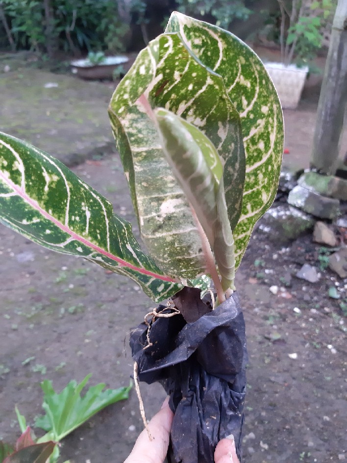 Tanaman Hias Murah 4 Aglonema/paket Aglaonema Hemat Aglo Donacarmen Lipstick Snow White Rotundum