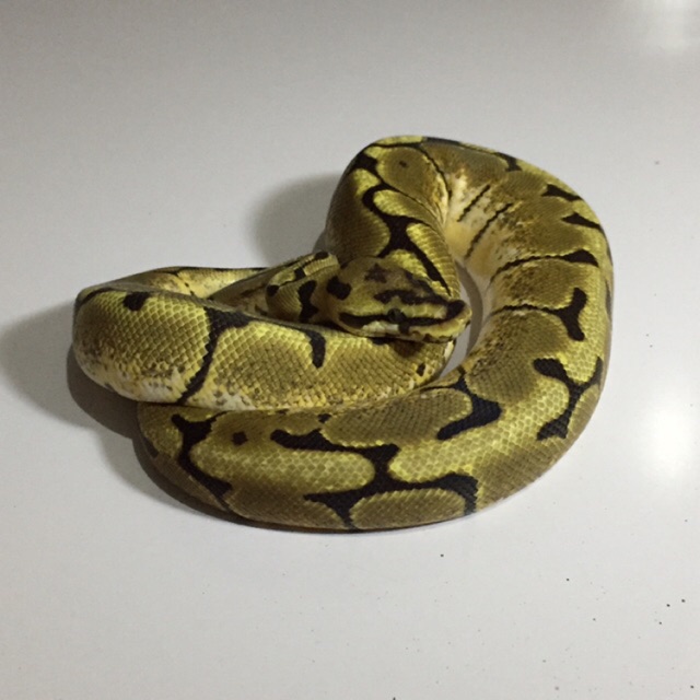 Ball python spider SOLD OUT