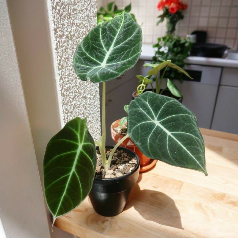 Tanaman hias kuping gajah - TANAMAN KUPING GAJAH