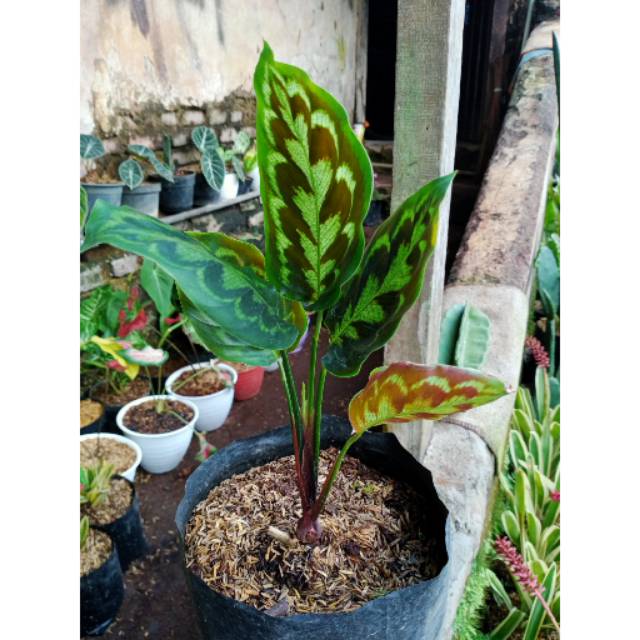 Tanaman calathea merak / peacock