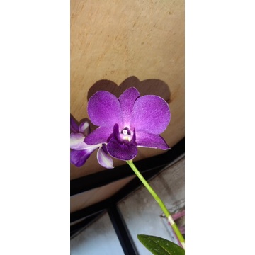 dendrobium bulat ungu