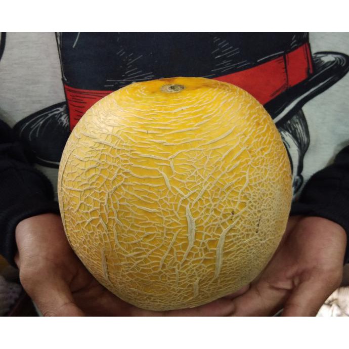 

BUAH MELON MADU MANIS