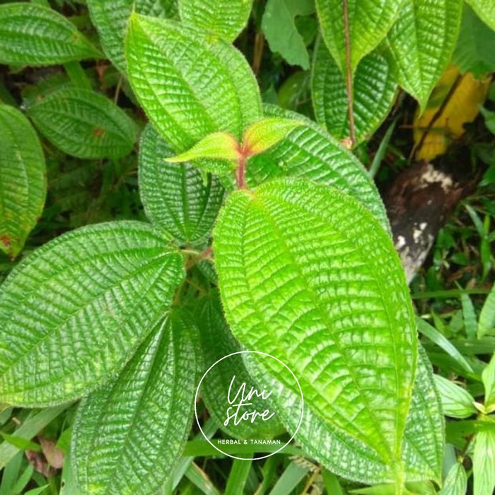 

(COD) 500 gram daun senggani segar - harendong bulu - senduduk