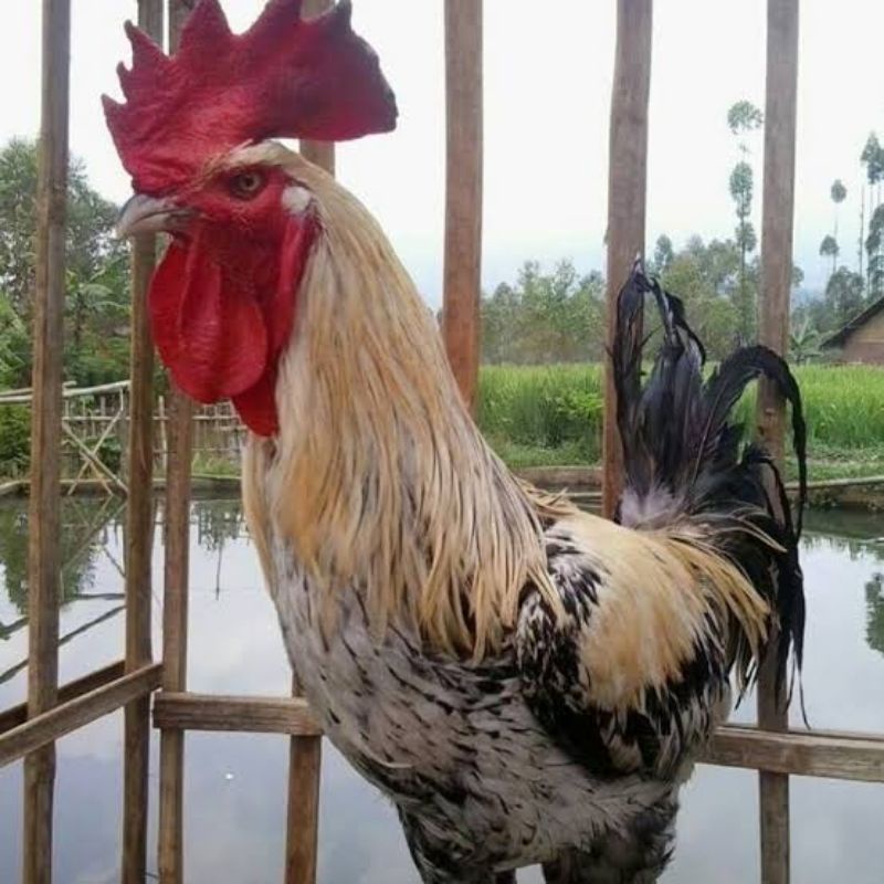 TELUR AYAM HIAS PELUNG UNTUK DI TETASKAN