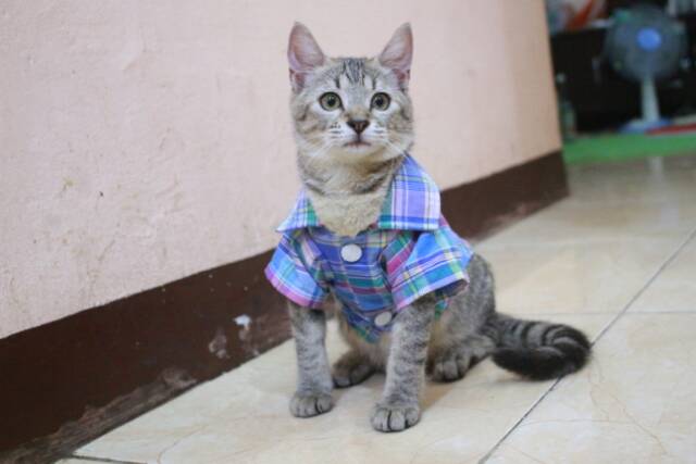 Baju kemeja kotak-kotak biru lucu untuk kucing dan anjing / baju kucing murah size S M L XL