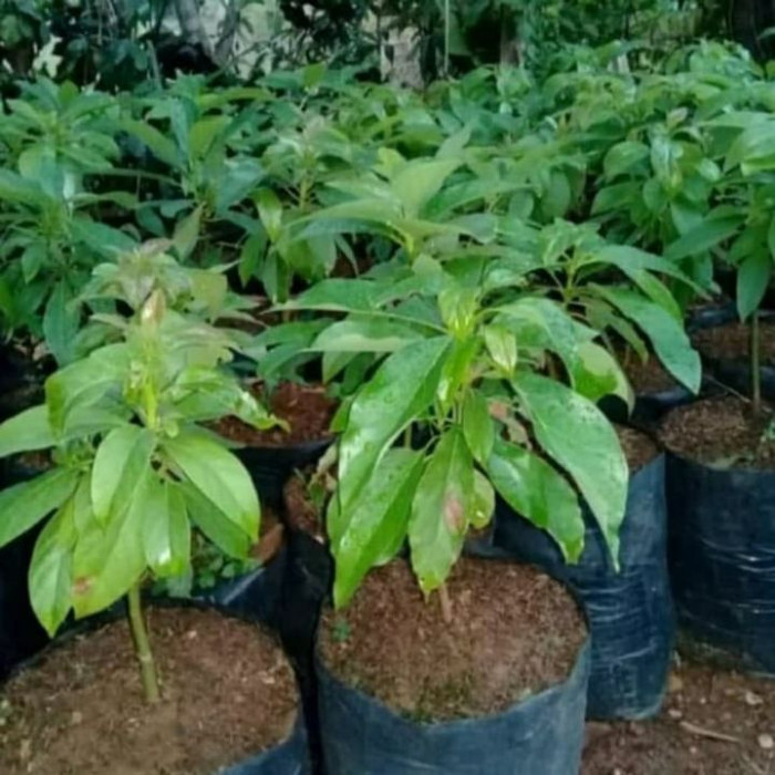Bibit pohon alpukat/pohon buah alpukat