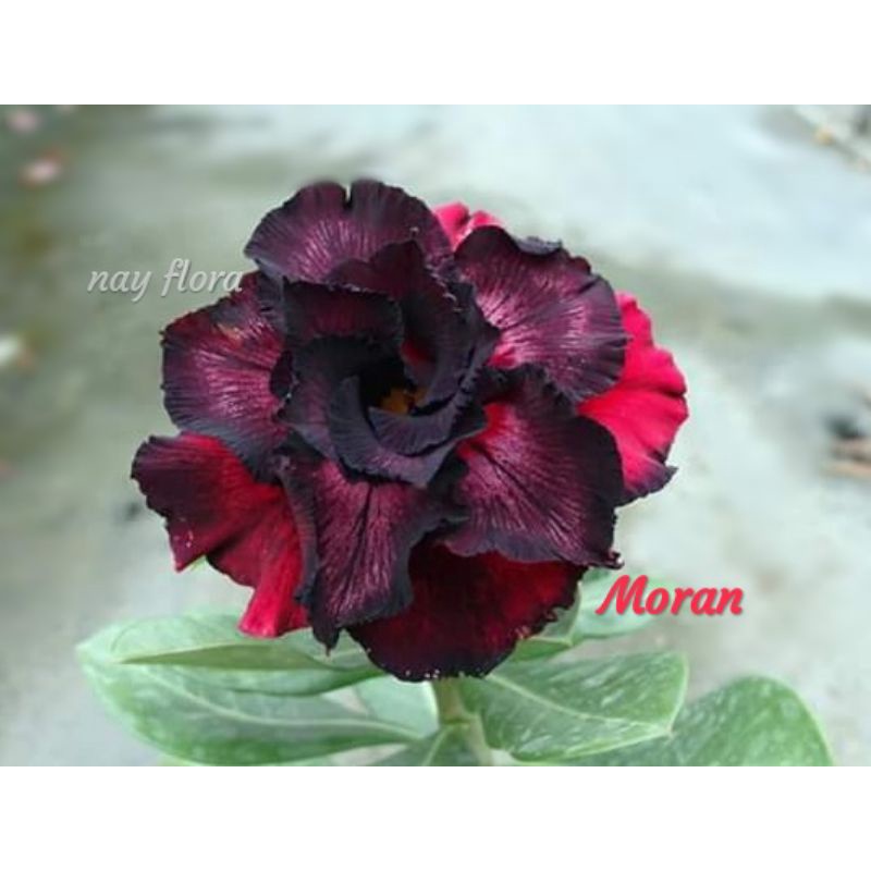 Adenium kamboja bunga tumpuk id moran