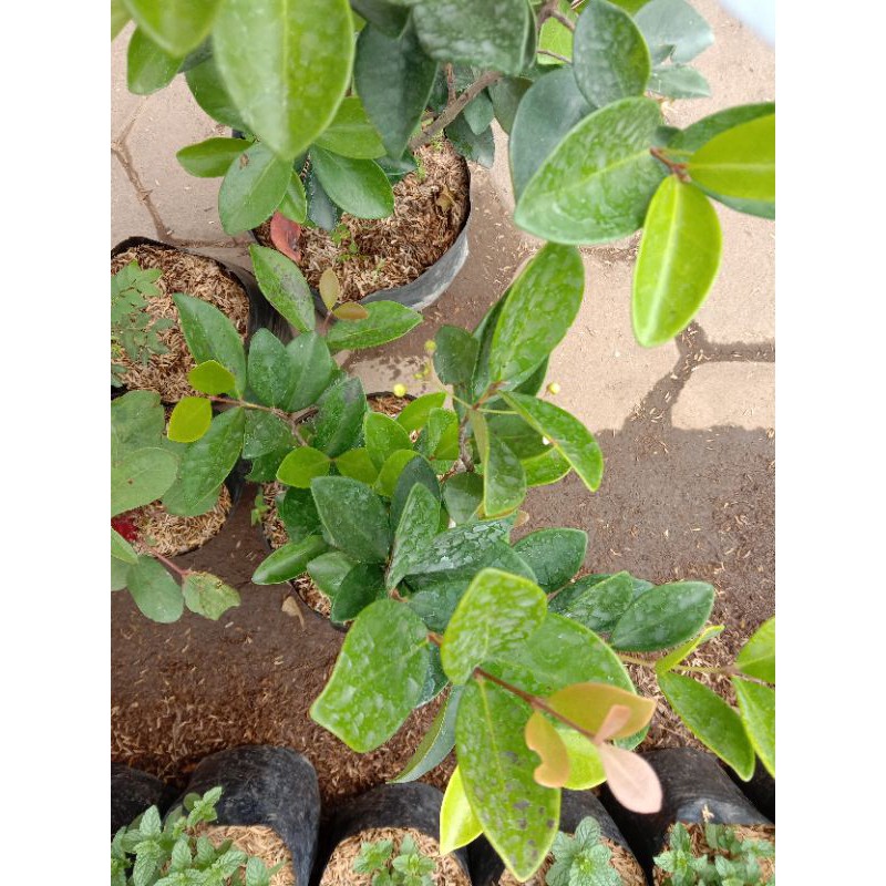 bibit buah bit cerry